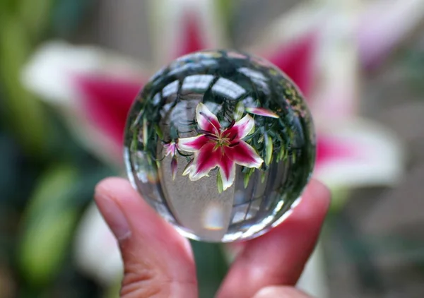 Oriental trompet Lily gennem en krystal linse bold - Stock-foto