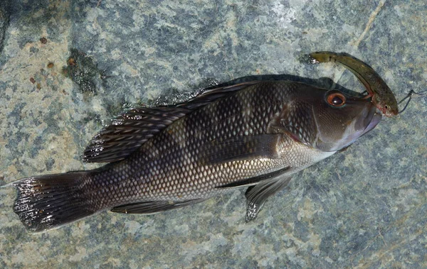 Seabass negro en un anzuelo de pesca con un minnow como cebo —  Fotos de Stock