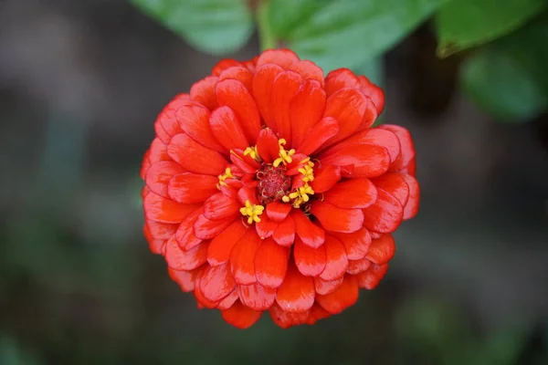 Krásná červená zinková květina v plném květu — Stock fotografie