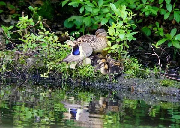 Um pato-mãe com os seus patinhos junto à lagoa — Fotografia de Stock