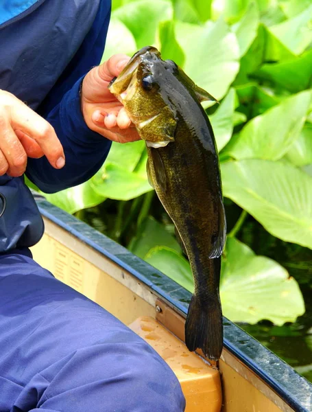 Un pêcheur tenant un achigan à grande bouche avant d'être libéré dans l'eau — Photo