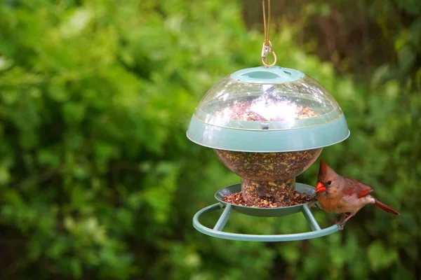 Eine Kardinalin frisst Samen am Vogelfutterhäuschen — Stockfoto
