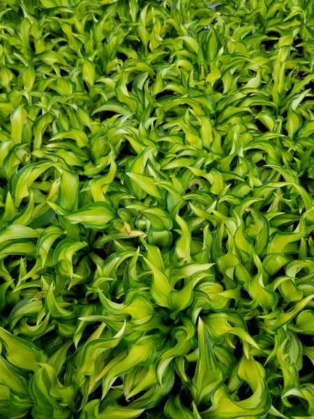 Grüne Hostas Lakeside Little Tuft mehrjährige Pflanzen — Stockfoto