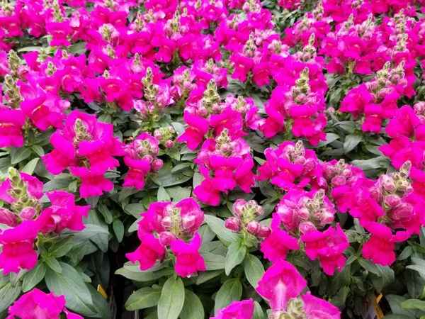 Fleurs rose vif de snapdragon à pleine floraison — Photo