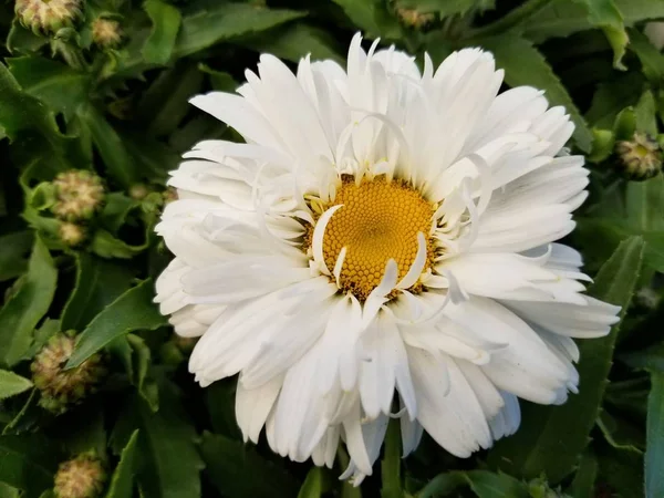 美しい「フリークショスタ」白いデイジーの花が満開 — ストック写真