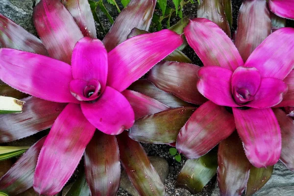 Green and purple Neoregelia tropical plants — Stock Photo, Image