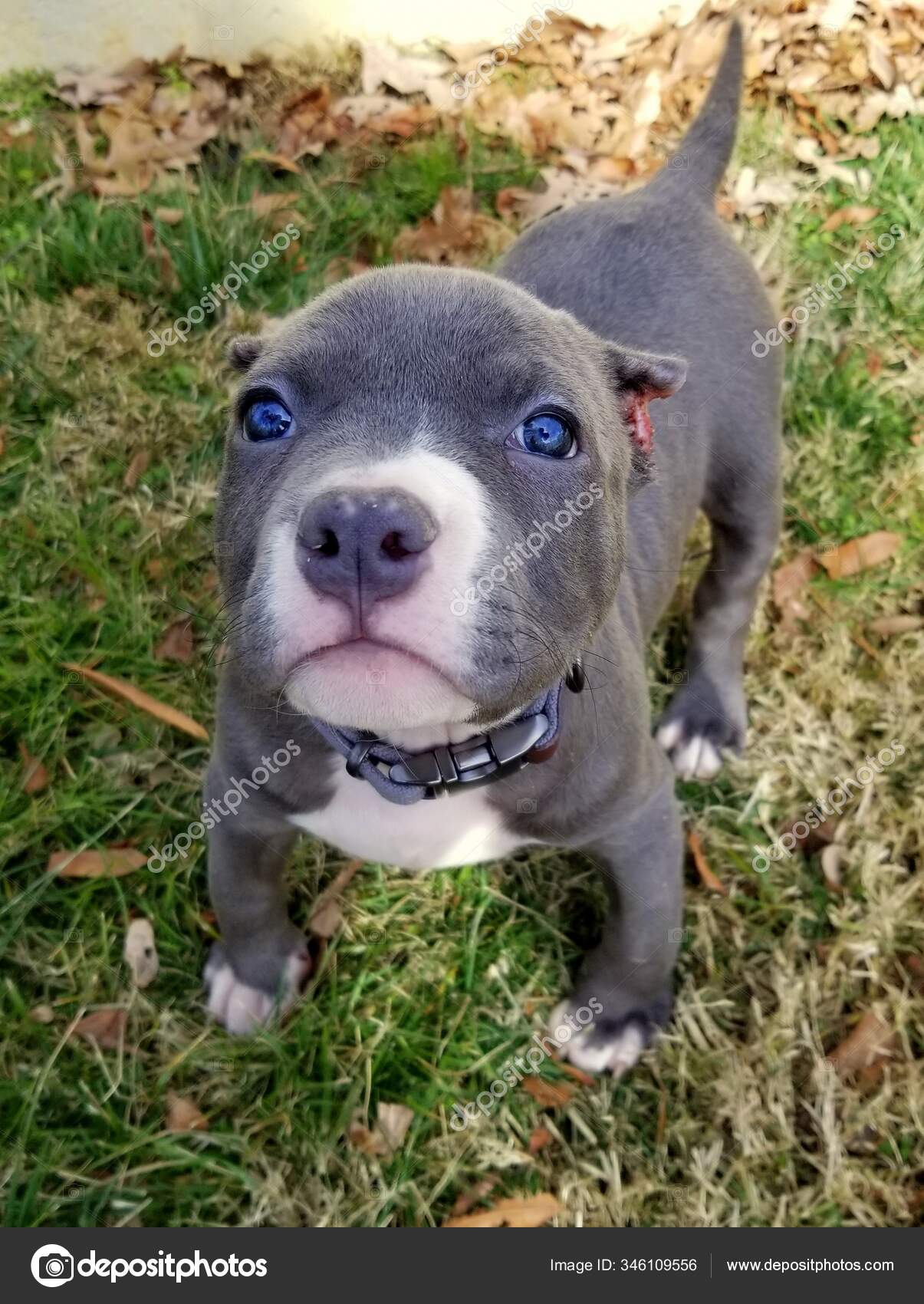 cute white puppy breeds