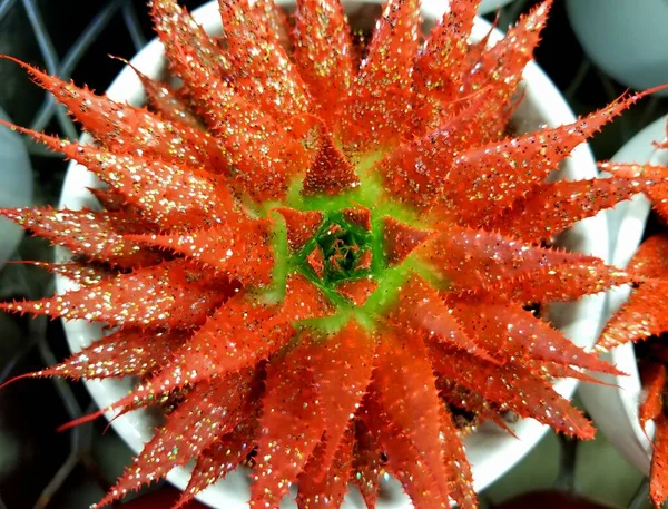 Kaktus Červené Barvě Posypaný Třpytkami — Stock fotografie