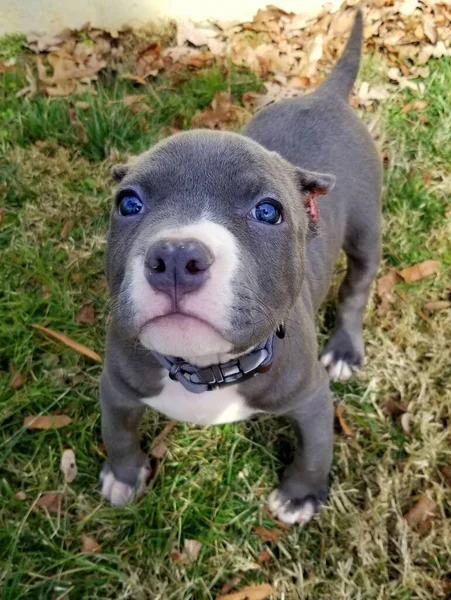A cute grey and white puppy with blue eyes