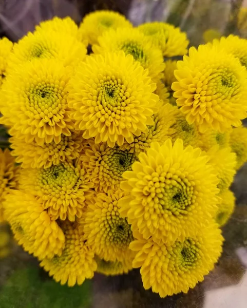 Beau Bouquet Fleurs Chrysanthème Jaune Vif — Photo