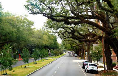 New Orleans, Louisiana, ABD - 4 Şubat. 2020 - Bahçe Bölgesi 'nin oradaki sokakta meşe ağaçları