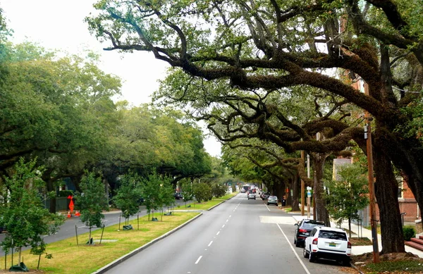 New Orleans, Louisiana, ABD - 4 Şubat. 2020 - Bahçe Bölgesi 'nin oradaki sokakta meşe ağaçları