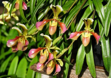 Güzel Paphiopedilum Görünmez 'Yayılmış Kartal' orkideleri