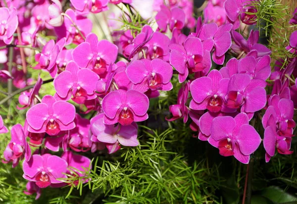 Hermoso Racimo Púrpura Flores Orquídea Phalaenopsis —  Fotos de Stock