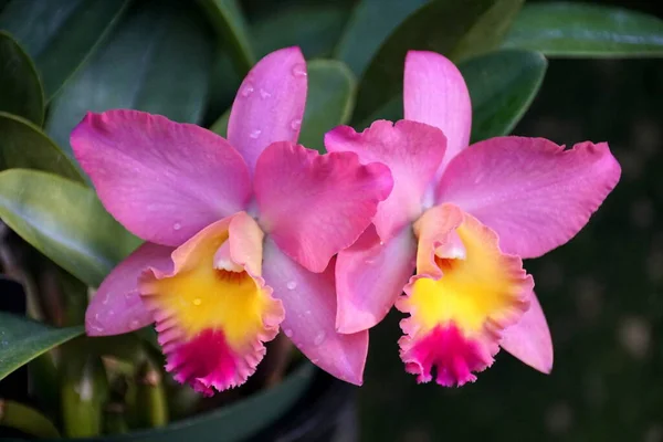 Belle Lumière Pourpre Jaune Orchidées Cattleya — Photo