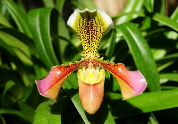 Krásná Orchidej Paphiopedilum Invisible Spread Eagle — Stock fotografie