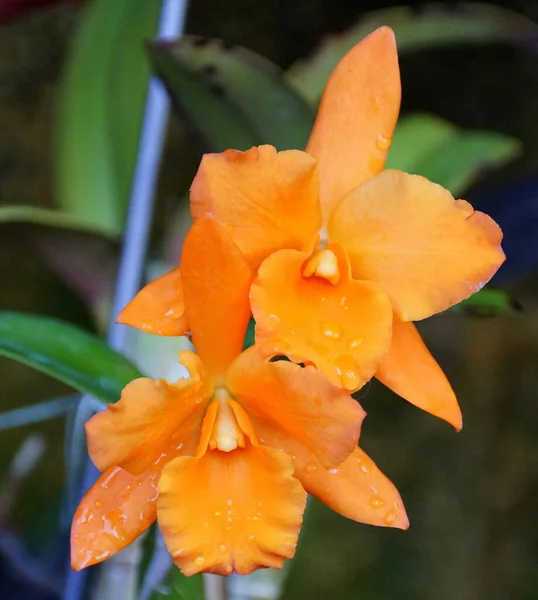 Brassolaelio Cattleya Fuchs Orange Nugget Lea 兰花的橙色 — 图库照片