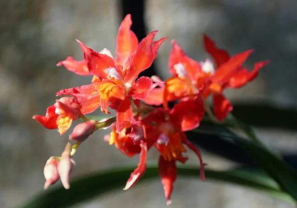 Cor Vermelha Escura Bonita Orquídeas Vermelhas Capa Equitação Odontioda — Fotografia de Stock