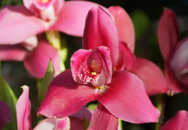 Krásná Tmavě Červená Lykasta Tropické Oheň Orchidej Květ — Stock fotografie