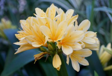 Güzel sarı küme Clivia tropikal çiçekleri