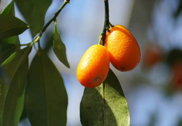 Fruits Orange Hong Kong Kumquat Chine — Photo
