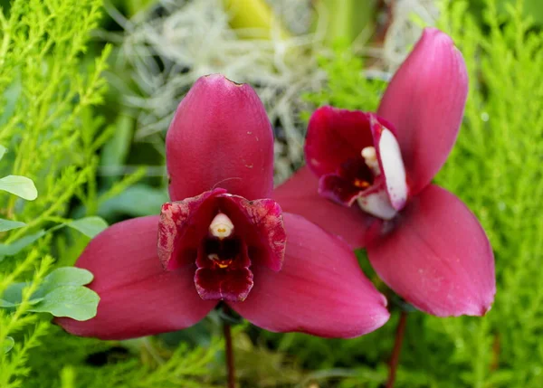 Gros Plan Une Belle Fleur Rouge Foncé Orchidée Lycaste — Photo