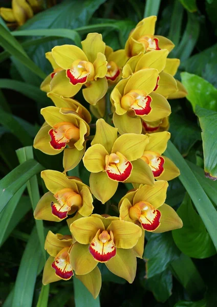 Belles Grappes Fleurs Orchidée Cymbidium Jaune Rouge — Photo