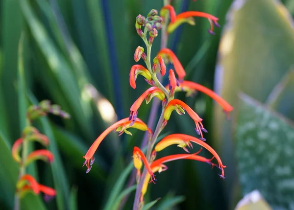 美しい赤と黄色 Chasmanthe熱帯の花 — ストック写真