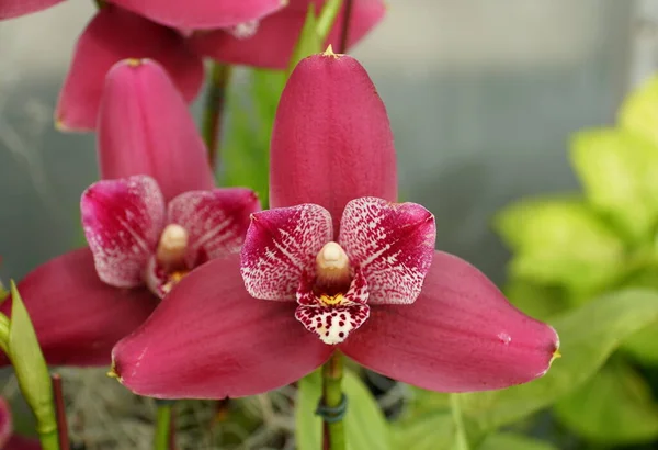 Закрыть Красивый Темно Красный Орхидея Лисы — стоковое фото