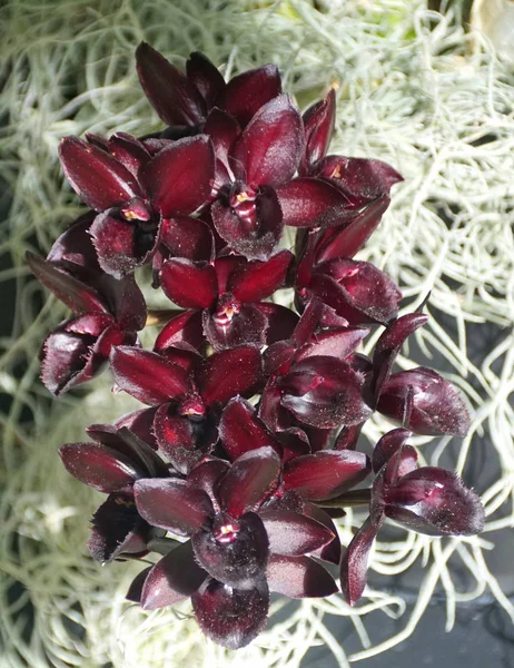 Unique dark flower of SVO After Dark Black Pearl orchids