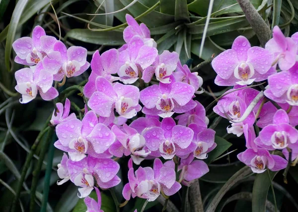 Krásný Shluk Fialových Bílých Falenopsis Orchidejí — Stock fotografie