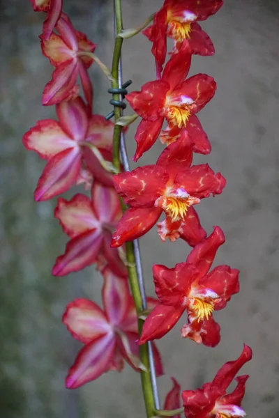 Dunkelrote Farbe Der Intergenerischen Oncidium Hybridorchideen — Stockfoto