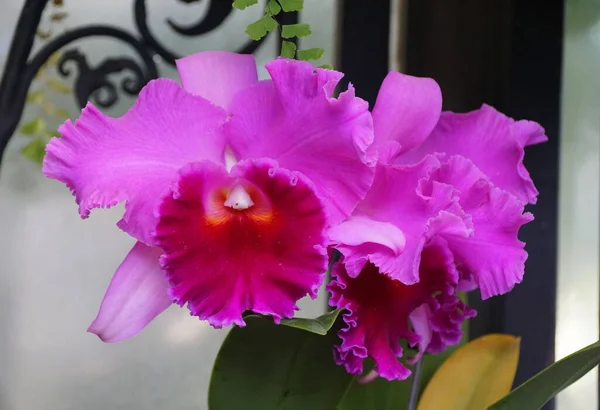 Gyönyörű Világos Sötét Lila Cattleya Orchidea Virágok — Stock Fotó