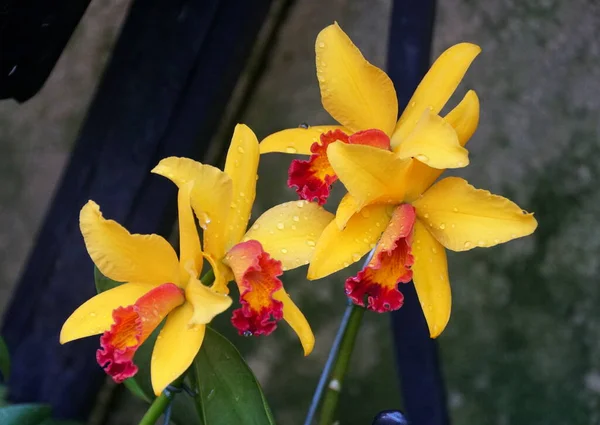 Belle Couleur Jaune Rouge Des Orchidées Cattleya — Photo