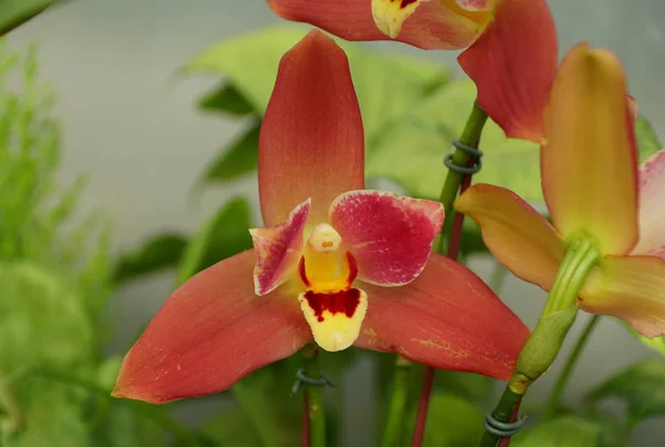 Zblízka Krásné Tmavě Červené Lykastské Orchidej Květiny — Stock fotografie