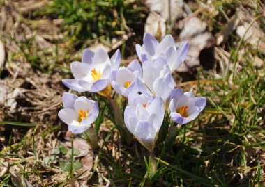 Baharın başlarında açan beyaz kır çiçekleri.