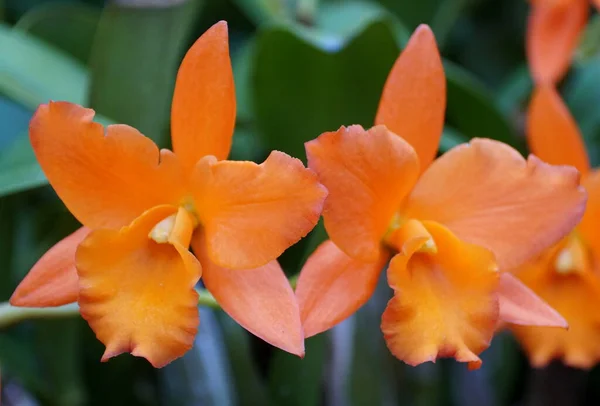 Orange Farbe Der Brassolaelio Cattleya Fuchs Orange Nugget Lea Orchideen — Stockfoto