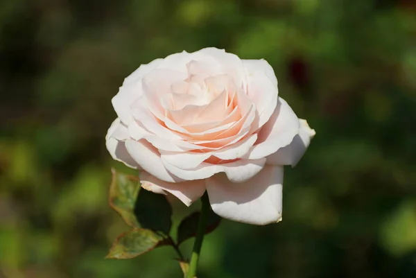 Zbliżenie Pięknej Jasnoróżowej Róży — Zdjęcie stockowe