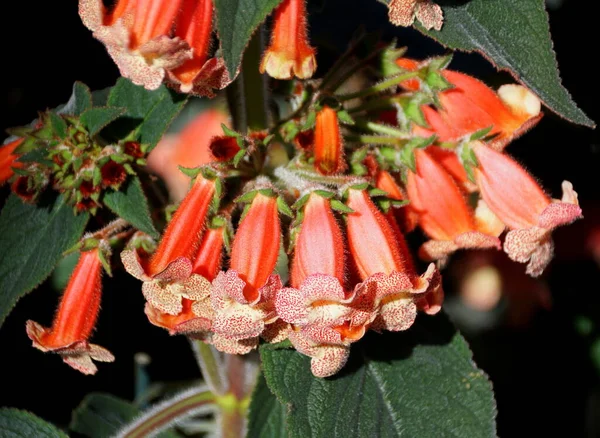 Krásný Shluk Kohleria Broskev Královna Tropických Květin — Stock fotografie