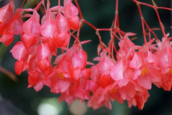 Smukke Lyserøde Sukkerrør Lignende Begonia Fakkel Blomster - Stock-foto