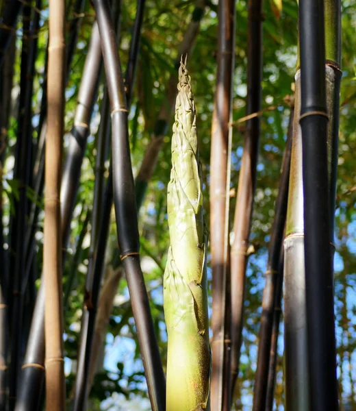 Une Pousse Verte Fraîche Bambou Noir Timor — Photo