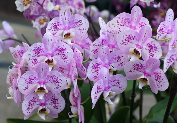 Hermoso Racimo Orquídeas Phalaenopsis Púrpura Blanca —  Fotos de Stock