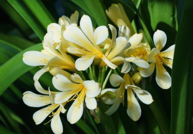 Güzel sarı küme Clivia tropikal çiçekleri