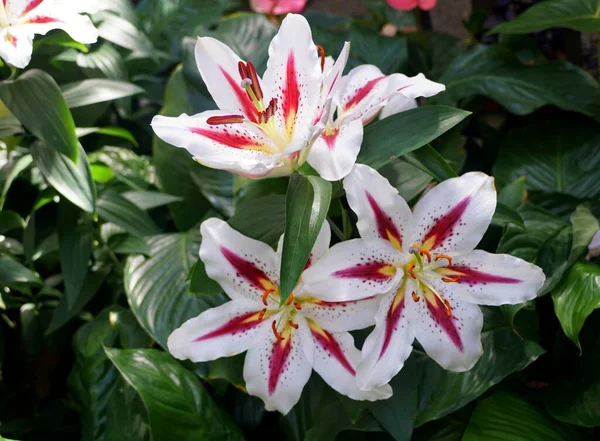 Hermosa Lirio Híbrido Oriental Blanco Rosa Gran Sonrisa —  Fotos de Stock