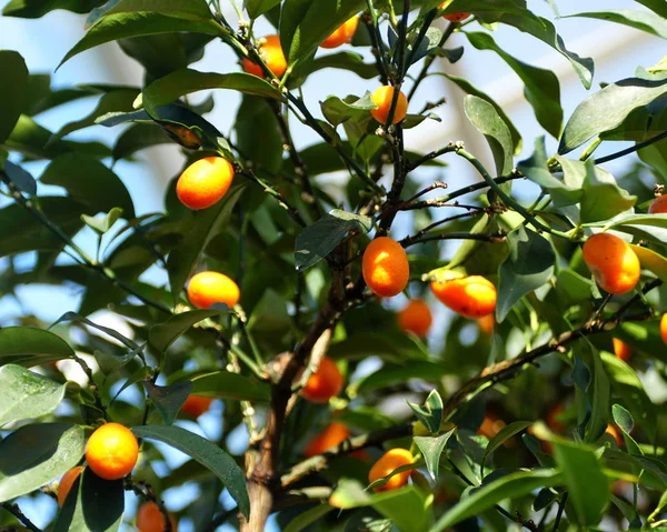 Orange fruits of Hong Kong Kumquat from China