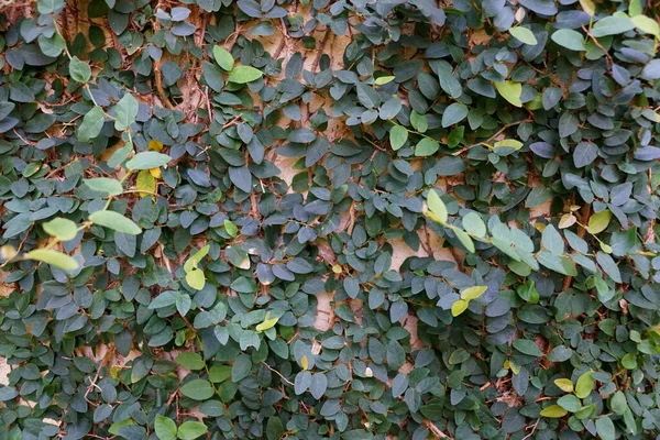 Gröna Blad Krypande Fig Tropisk Klättring Växt — Stockfoto