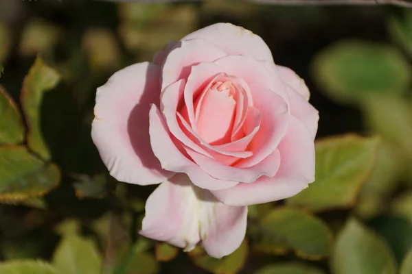 Primer Plano Una Hermosa Rosa Rosa Media Flor Rosa Claro — Foto de Stock