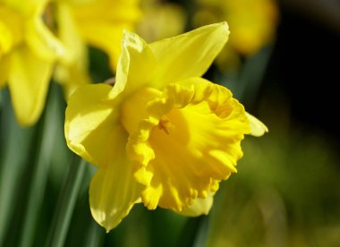 Sarı Trompet Nergis Çiçeği 'Erken Duygu'