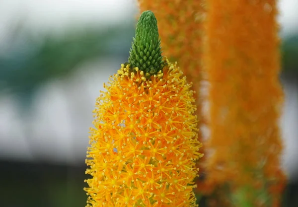 Zblízka Krásné Jasně Oranžové Bulbinella Tropické Květiny — Stock fotografie