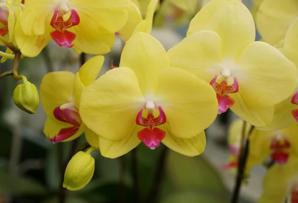 Krásná Světle Žlutá Fialová Barva Orchideje Dendrobium — Stock fotografie